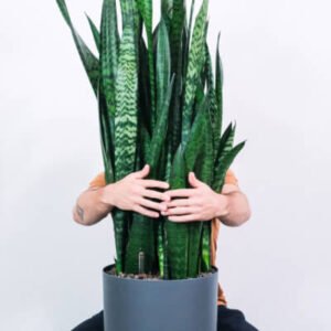 plants store categories img 2